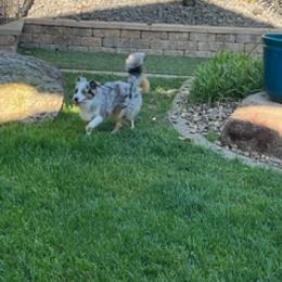 Miniature Australian Shepherd Puppies from Amberwood DD Aussies