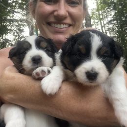 Australian Shepherd Puppies from Wild Atlantic  Aussies