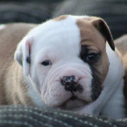 Female 2-Rogue - White and red female American Bulldog puppy in Xenia, Ohio from Bingham's Bulldogs LLC