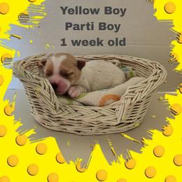 Yellow Parti boy - Parti male Yorkshire Terrier puppy in Inverness, Florida from Luvayorkie&more