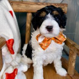Frosty - Black and white male Bernedoodle puppy in Bowling Green, Ohio from Windy Creek Doodles
