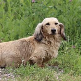 Flossie - Dachshund