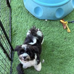 Boy 1 - Black and white male Havanese puppy in Danville, Alabama from Candy Cross' Havanese and Miniature Poodles