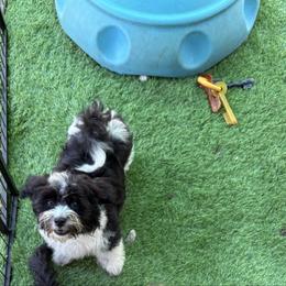 Boy 1 - Black and white male Havanese puppy in Danville, Alabama from Candy Cross' Havanese and Miniature Poodles