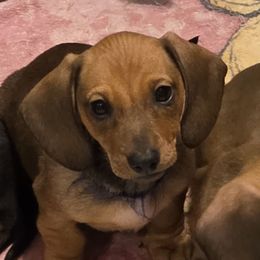 Purple Collar - Red female Dachshund puppy in La Pine, Oregon from RoseDox Dachshunds