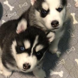 Maltese and Siberian Husky Puppies from Nyx’s Pack