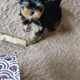 Yorkshire Terrier Puppies from Luxe Yorkshire Terriers