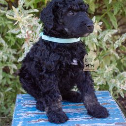 Poodle Puppies from Kindred Kennels