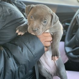 American Bully Puppies from Bruda’s Kennel