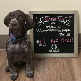 German Shorthaired Pointers from High Caliber Kennel