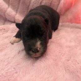 Gambit - Black and white female Siberian Husky puppy in London, Ohio from Rose Trail Siberian’s