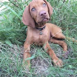 Vizsla Puppies from Mariposa Vizslas