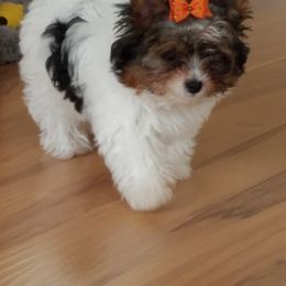 Biewer Terrier Puppies from Bisou Biewers