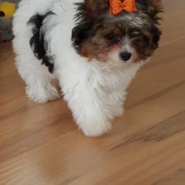 Biewer Terrier Puppies from Bisou Biewers