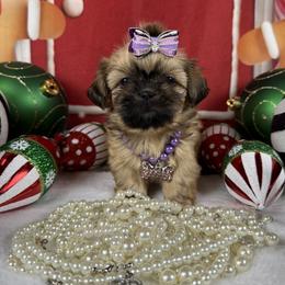 Porsche - Liver female Shih Tzu puppy in Columbia, Kentucky from Lisa Bandy Shih Tzu