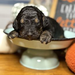 Jupiter - Tri-color male Bernedoodle puppy in Lookout, California from Remington Kennels, LLC