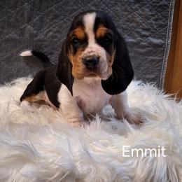 Emmit - Black brown and white male Basset Hound puppy in Mack's Creek, Missouri from Mack's Creek Basset Hounds
