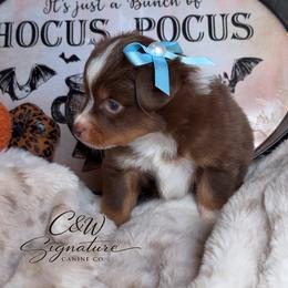 Max - Red tri male Toy Australian Shepherd puppy in Kenedy, Texas from C&W Signature Canine Co.