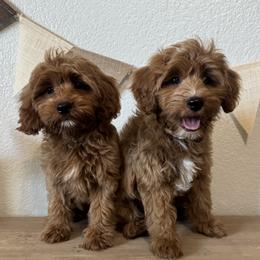 Cub - Red male Cavapoo puppy in Mesa, Arizona from Pedersendoodles