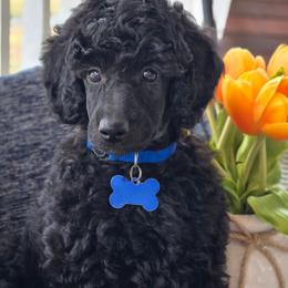Louis - Black male Poodle puppy in Bauxite, Arkansas from Mountain Ridge Poodles