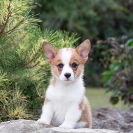Sabrina - Red female Pembroke Welsh Corgi puppy in Manchester, Kentucky from Riverside Corgis