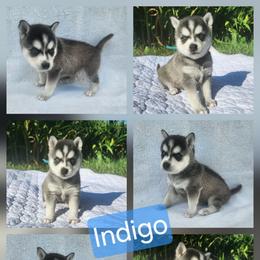 Indigo - Black and white female Alaskan Klee Kai puppy in Byron Center, Michigan from Family Friendly Labradors & Klee Kai