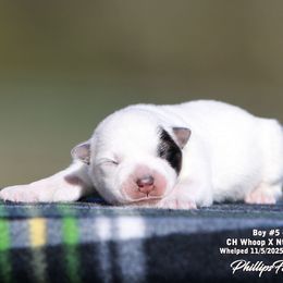 Charlie Boy 5 - Blue speckled male Australian Cattle Dog puppy in Point, Texas from Lakylu Kennels