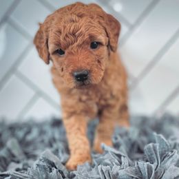 Goldendoodle Puppies from Goldendoodle Utah