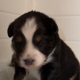 BTF 2 - Black tri female Miniature Australian Shepherd puppy in Corydon, Indiana from Arbuckle’s Lookin Good Aussies (LGA)