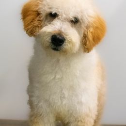 Pongo - Apricot Goldendoodle puppy in Lafayette, Alabama from Sweethaven Kennels