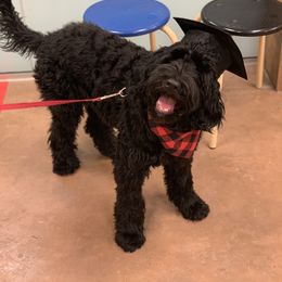 Portuguese Water Dog Puppies from Prestige Portuguese Water Dogs