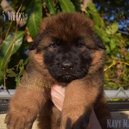 Navy Collar - Sable male German Shepherd puppy in Orlando, Florida from AceHaven Canines