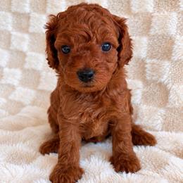 Pumpkin - Red male Cockapoo puppy in Ellaville Ga, Georgia from Lakeside Cockapoos
