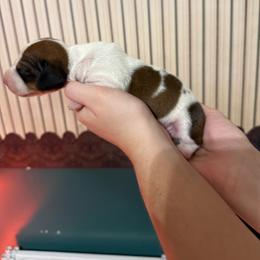 Male 1 - Piebald male Dachshund puppy in Houma, Louisiana from Portier’s Mini Dachshunds