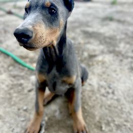 Doberman Pinscher Puppies from Morningstar Kennel