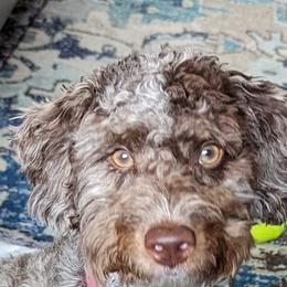 Mabel - Bernedoodle