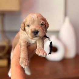 Skeeter - Buff and white male Cockapoo puppy in Alexandria, Alabama from Bright and Beautiful Cockapoos and Doodles