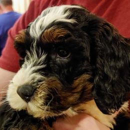 Bernedoodle Puppies from Kiya's Bernedoodles