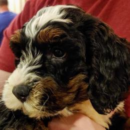 Bernedoodle Puppies from Kiya's Bernedoodles