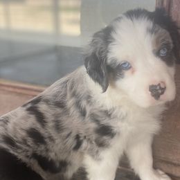 Girl 4 - Blue merle Australian Shepherd puppy in Surprise, Arizona from Magley Ranch Aussies