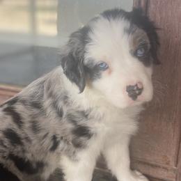 Girl 4 - Blue merle Australian Shepherd puppy in Surprise, Arizona from Magley Ranch Aussies