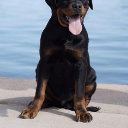 Rottweiler Puppies from Midnight Rottweilers