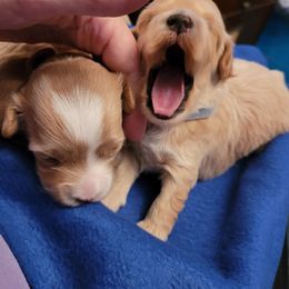 Assorted Doodle Crosses Puppies from Oasis Cotonpoos
