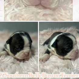 Mocha - Brindle and white female Boston Terrier puppy in Brazos Point, Texas from TX Southern Belle Bostons