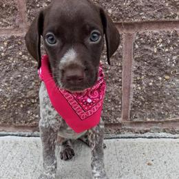 Girl 1 - Liver roan female German Shorthaired Pointer puppy in Potosi, Wisconsin from Point and Flush Gun Dogs