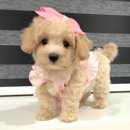 Sweet Pea - Cream female Maltipoo puppy in Spring, Texas from GlamPaw Maltipoos
