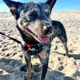 Nikki - Blue mottled female Australian Cattle Dog puppy in Monroe, North Carolina from Creek View Cattle Dogs