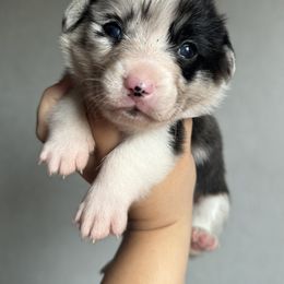American Corgi Puppies from 5H Corgis