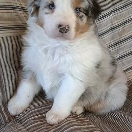 Tripp - Blue merle male Australian Shepherd puppy in Elk Creek, Missouri from Hearts on Fire Australian Shepherds