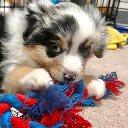 Miniature Australian Shepherds and Toy Australian Shepherds from Happy Puppy Paws